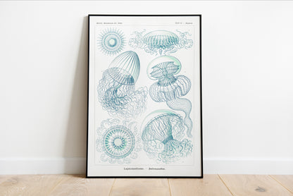 Leptomedusae - Faltenquallen