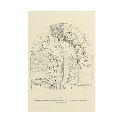 Neuron Drawing poster by Ramon Santiago y Cajal  - 24x36 inch wall art