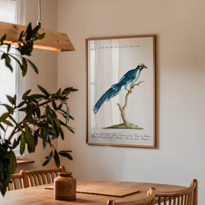 Cuckoo Bird