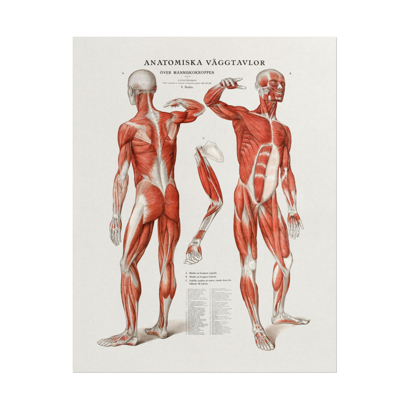 Anatomy 11″×14″