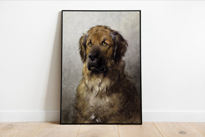 Head of a Leonberger