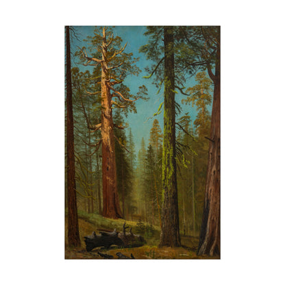 Grizzly Giant Sequoia