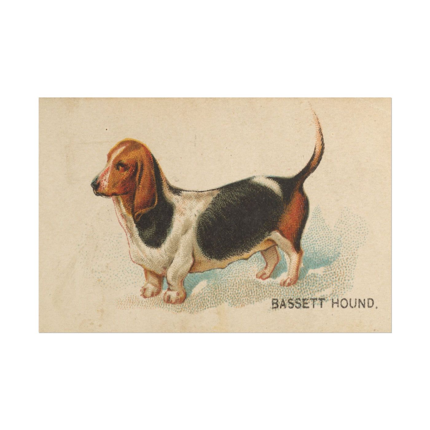 Bassett Hound Illustration 18″×12″