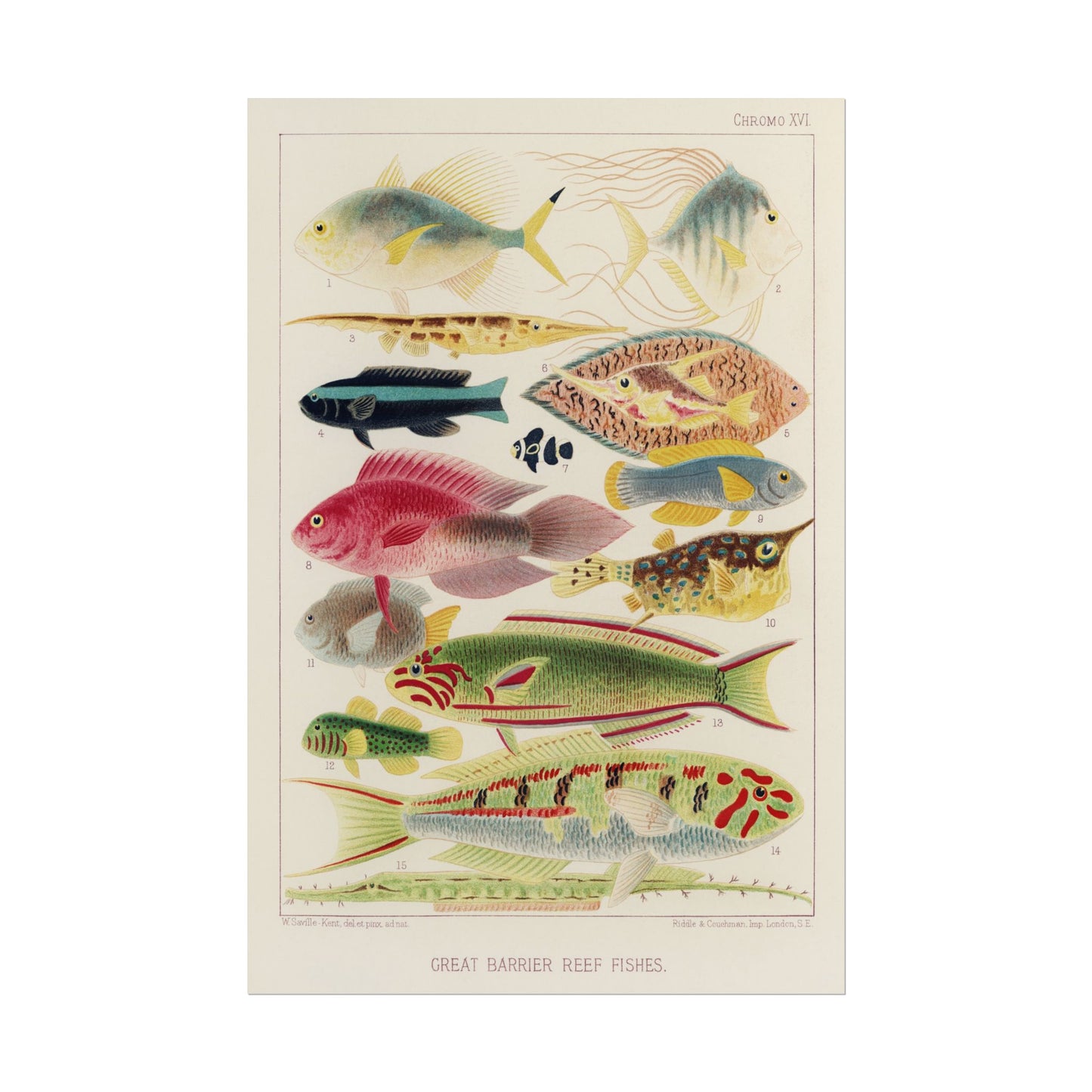 Great Barrier Reef Fishes