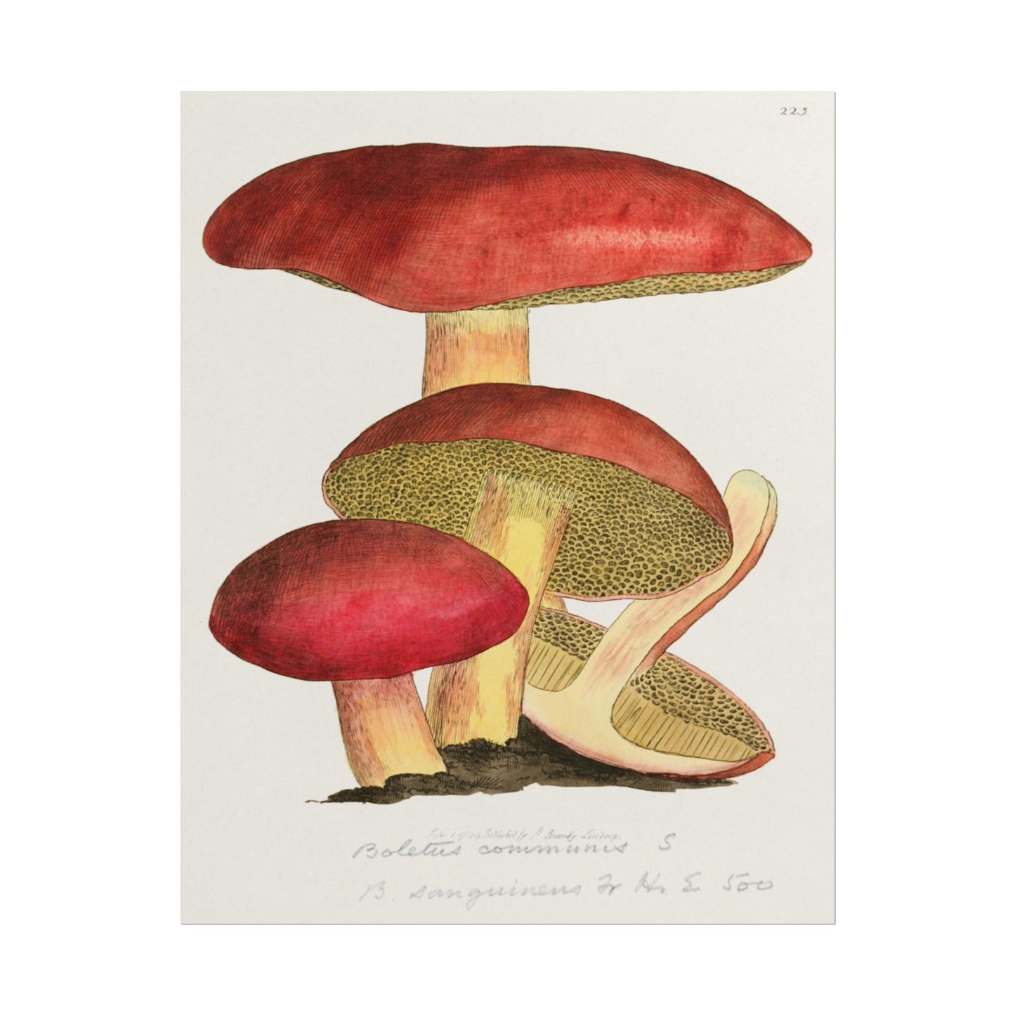 Intricate illustration of colorful mushrooms by James Sowerby.