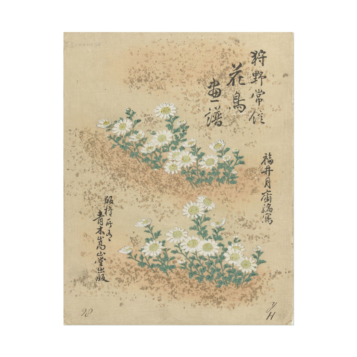 Japanese Chrysanthemum 11″×14″