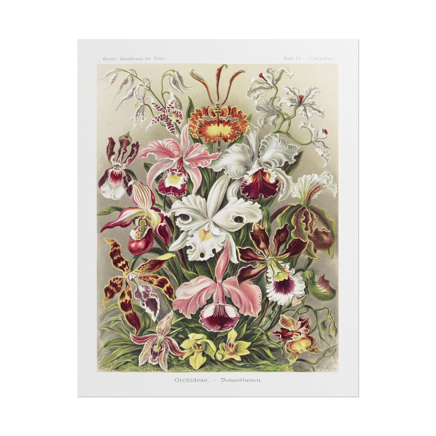 Orchids 11″×14″