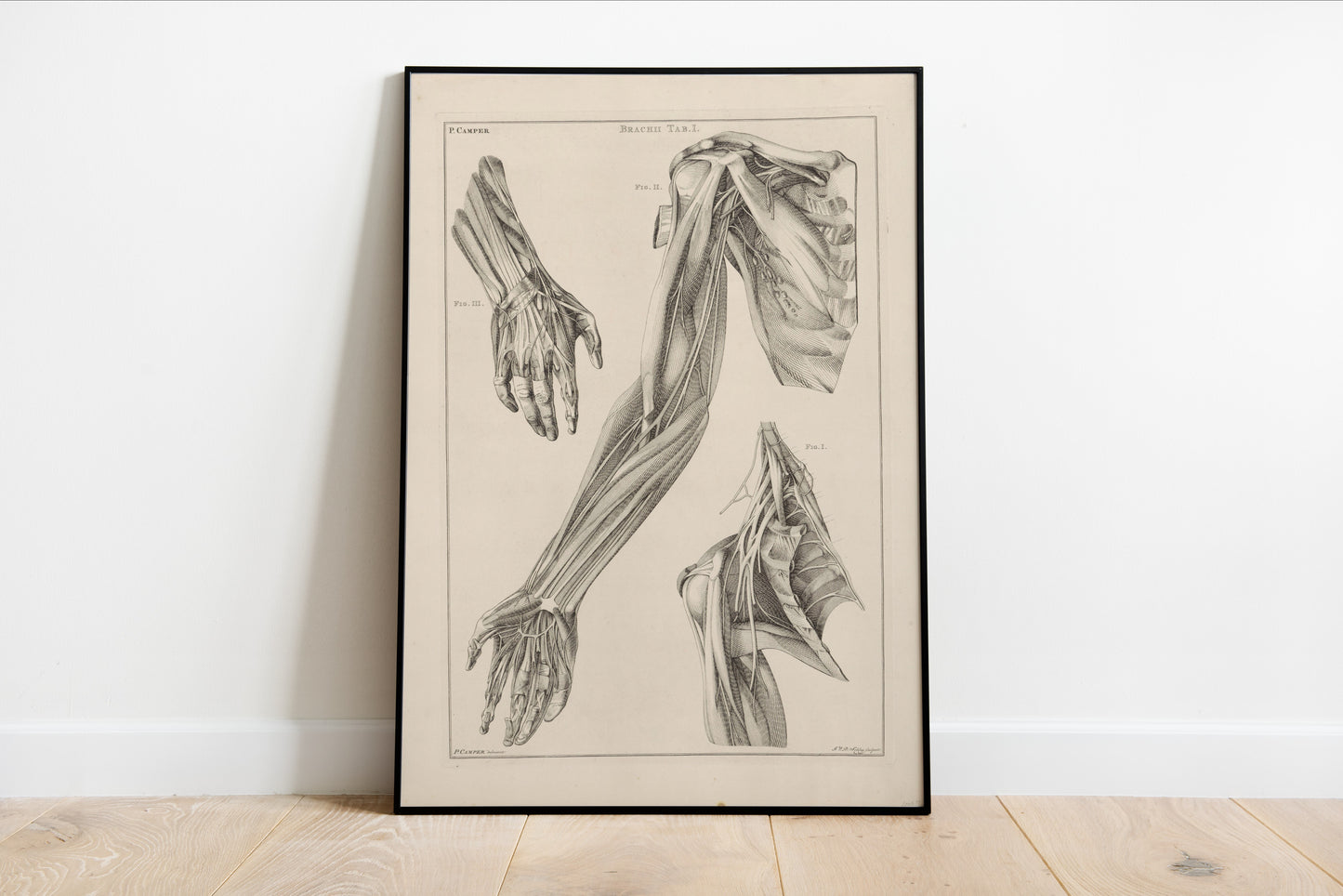 Anatomy of the Arm, Hand, and Shoulder