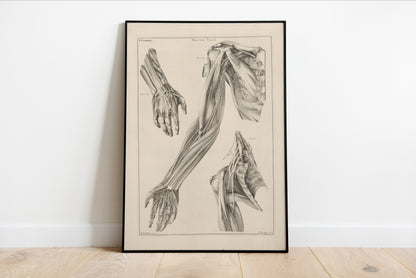 Anatomy of the Arm, Hand, and Shoulder