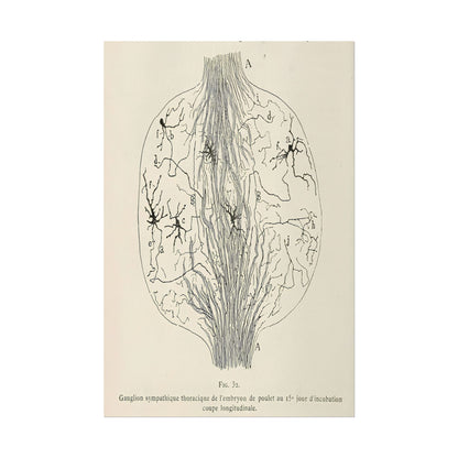 Neuron Drawing poster by Franz Von Stuck  - 24x36 inch wall art