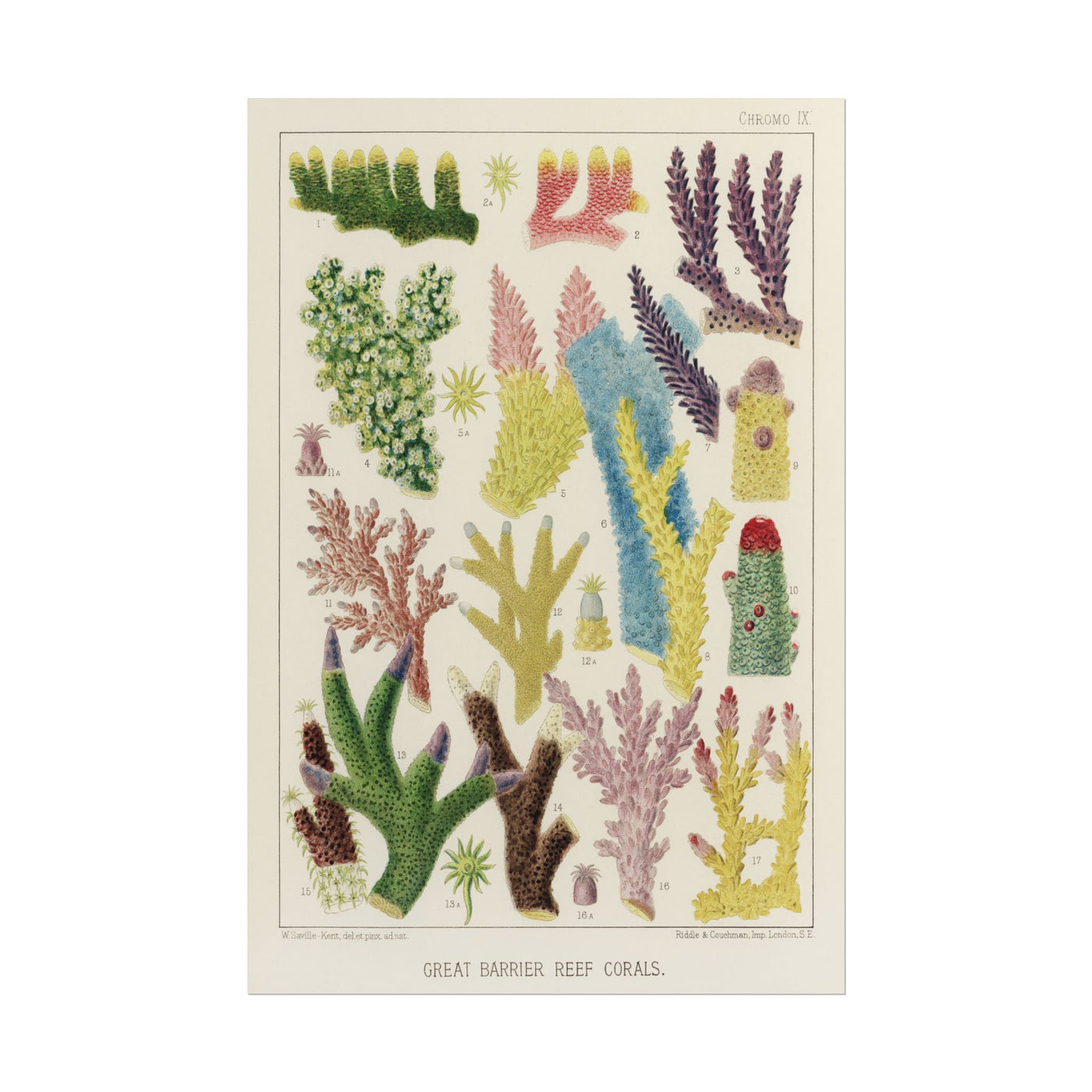 Great Barrier Reef Corals 12″×18″