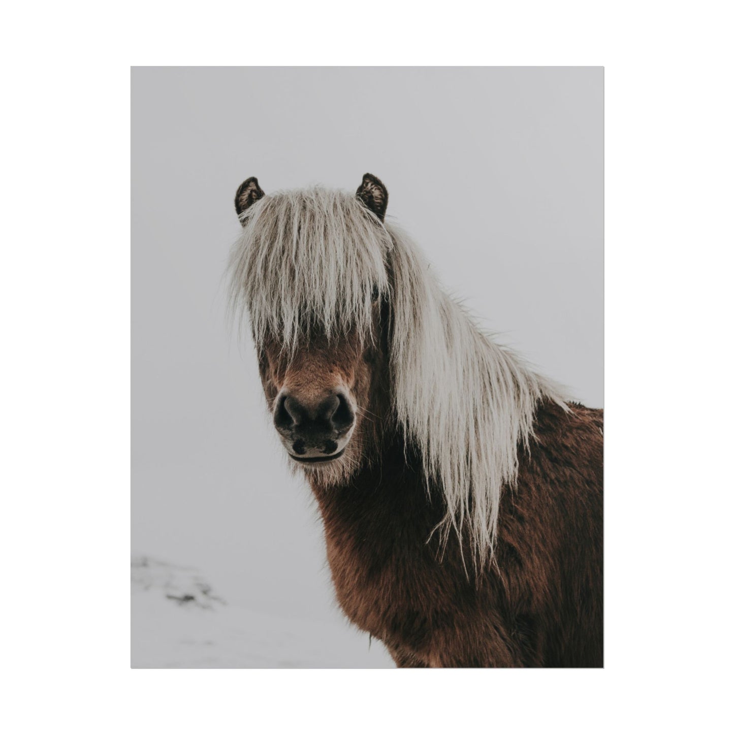 Horse Portrait in Snow