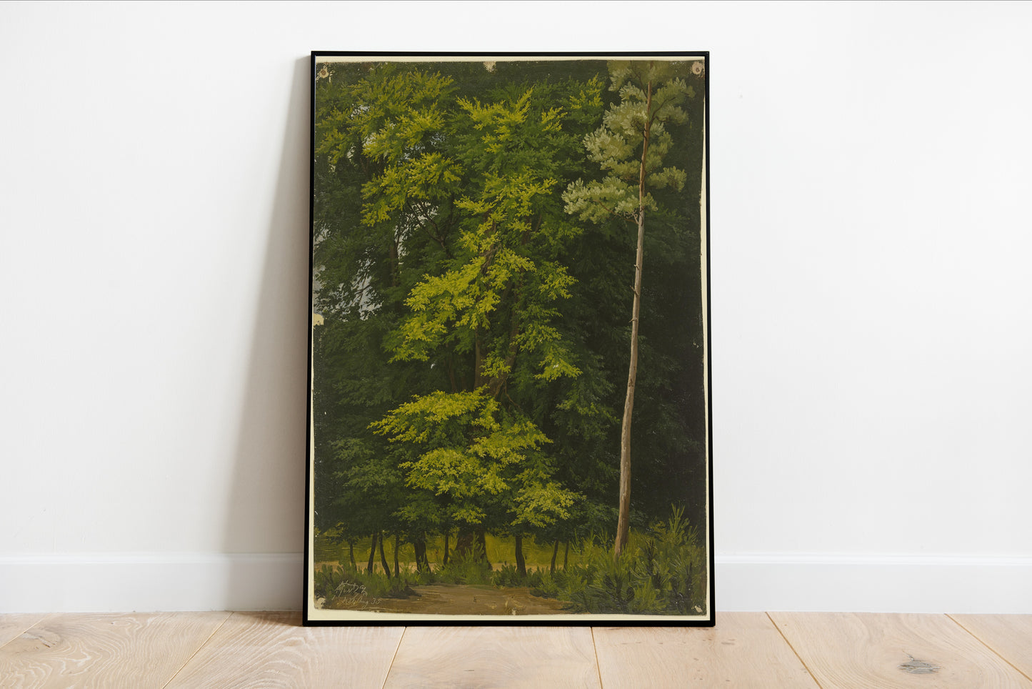 Broadleaf Forest Study