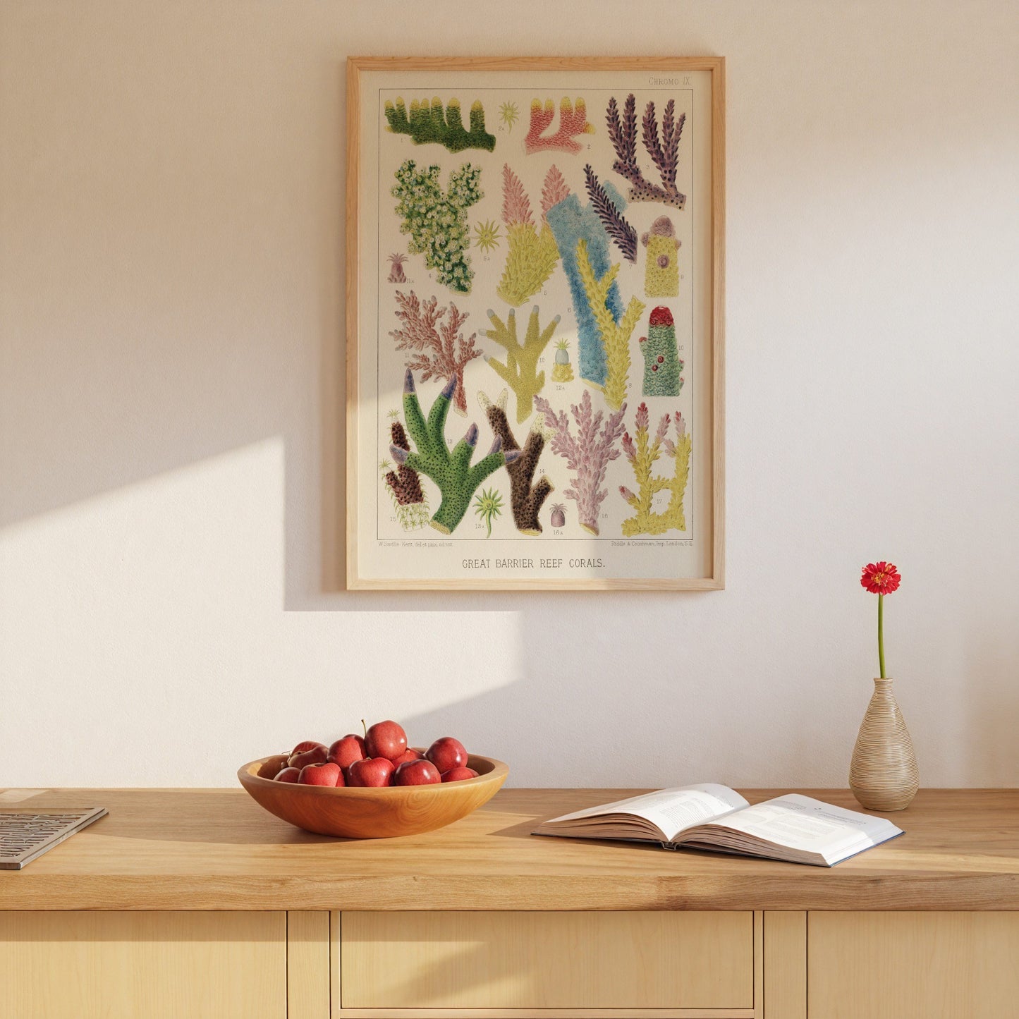 Great Barrier Reef Corals