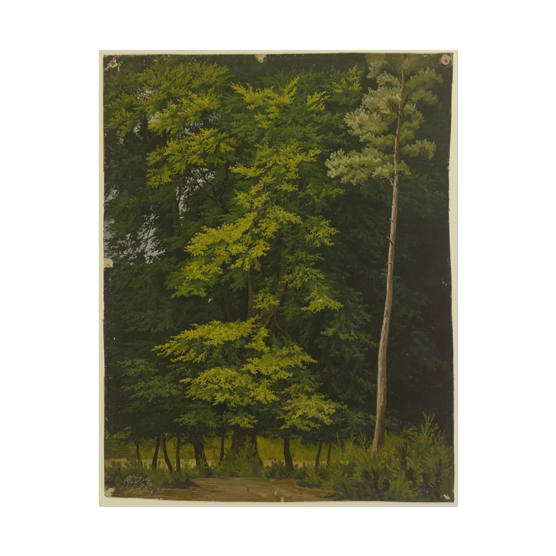 Lush green trees in a tranquil natural setting by Christian Heerdt.