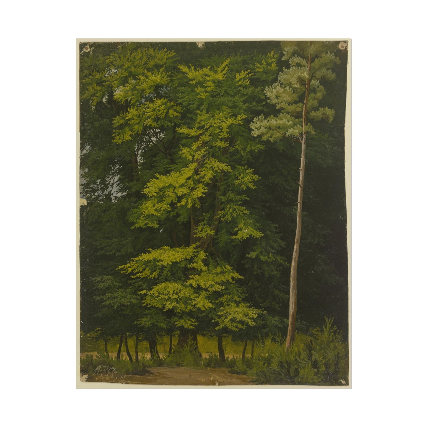 Vibrant green forest scene with detailed trees and foliage.