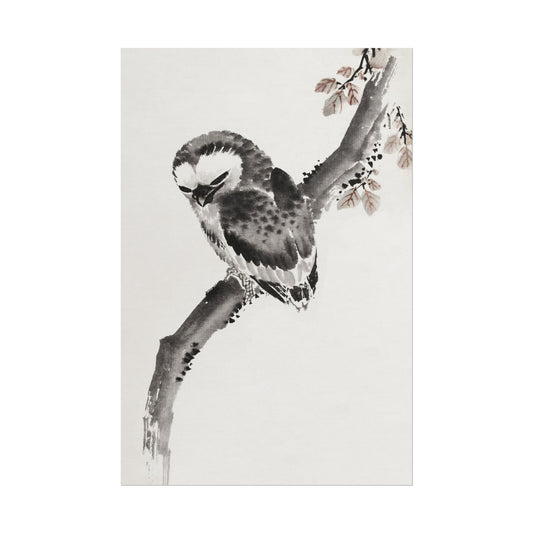 Japanese Owl