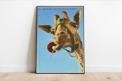 Vintage Giraffe Postcard