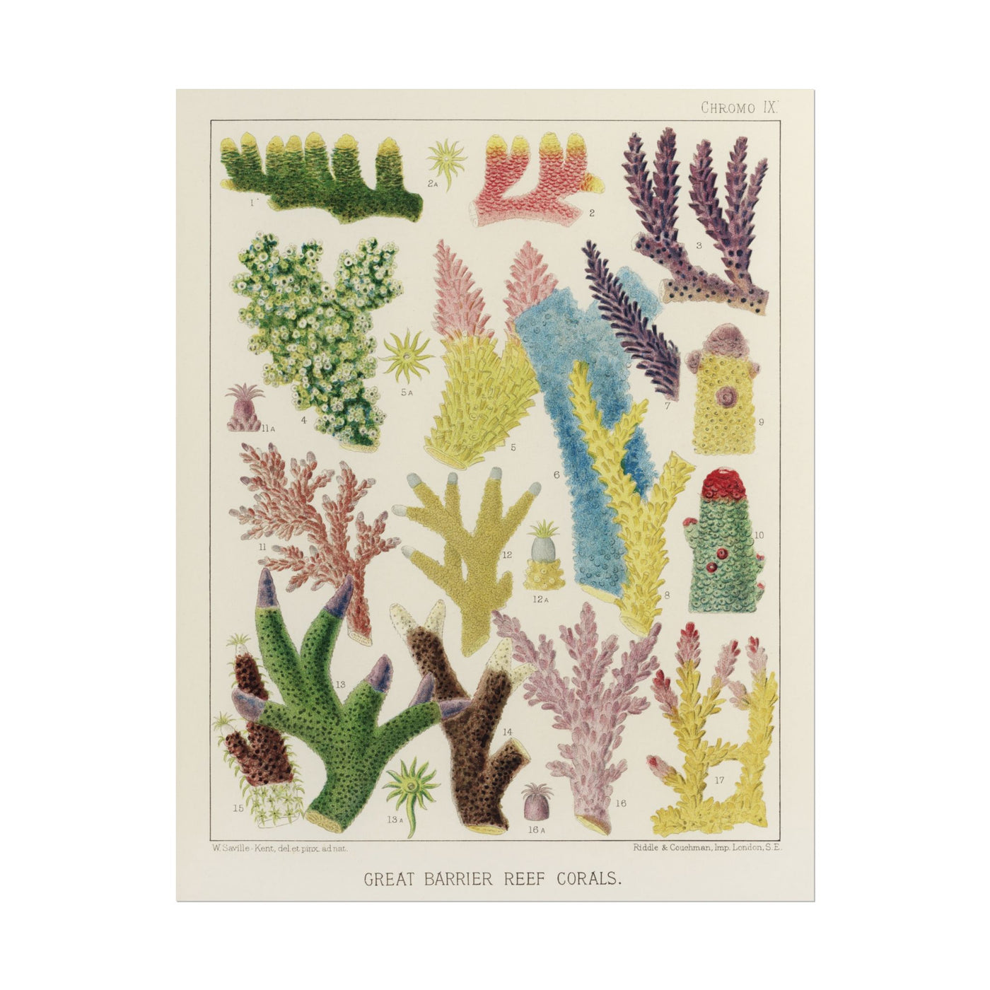 Great Barrier Reef Corals 11″×14″