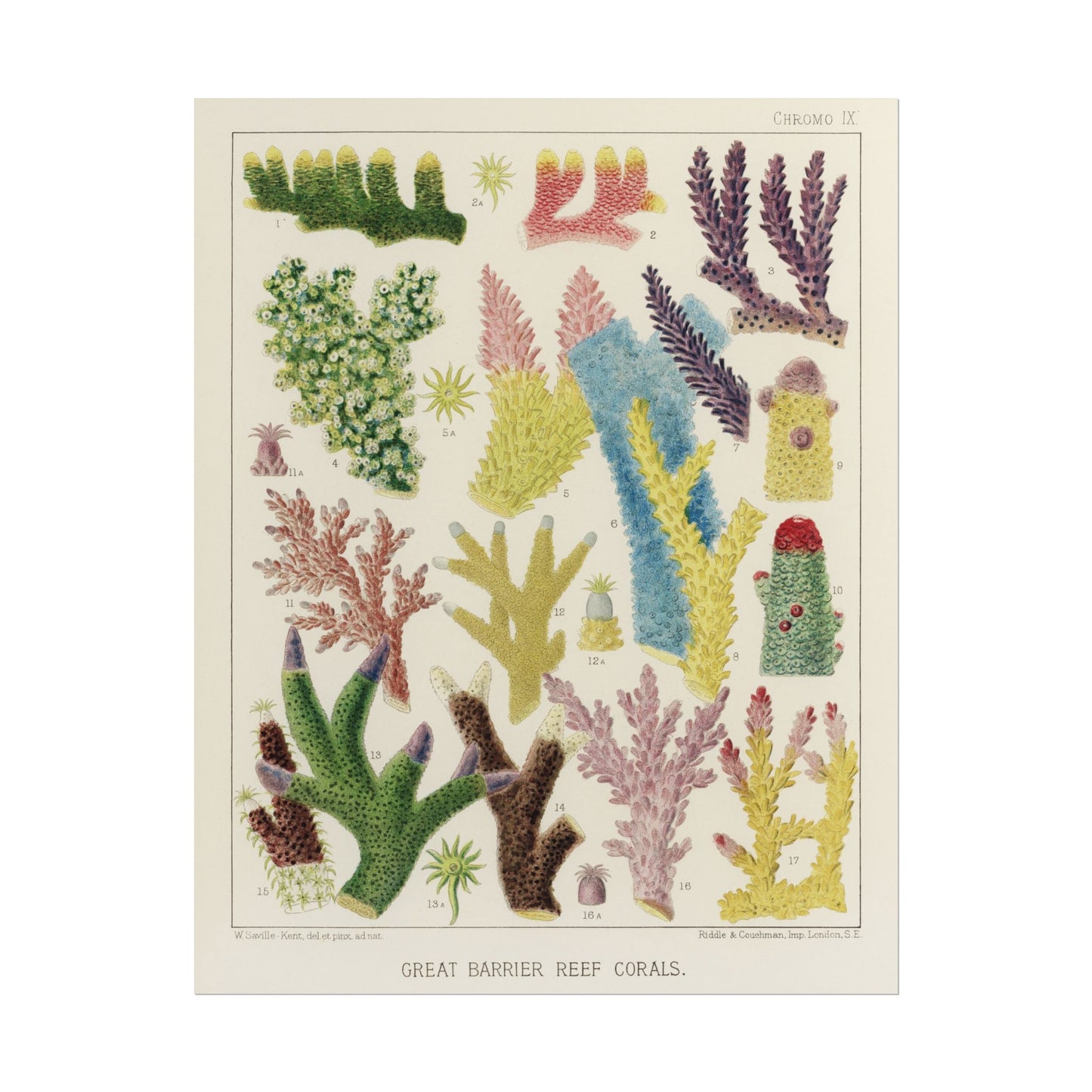 Great Barrier Reef Corals