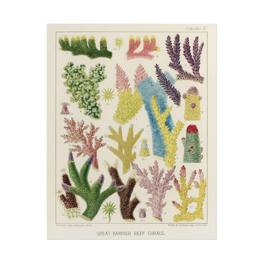 Great Barrier Reef Corals