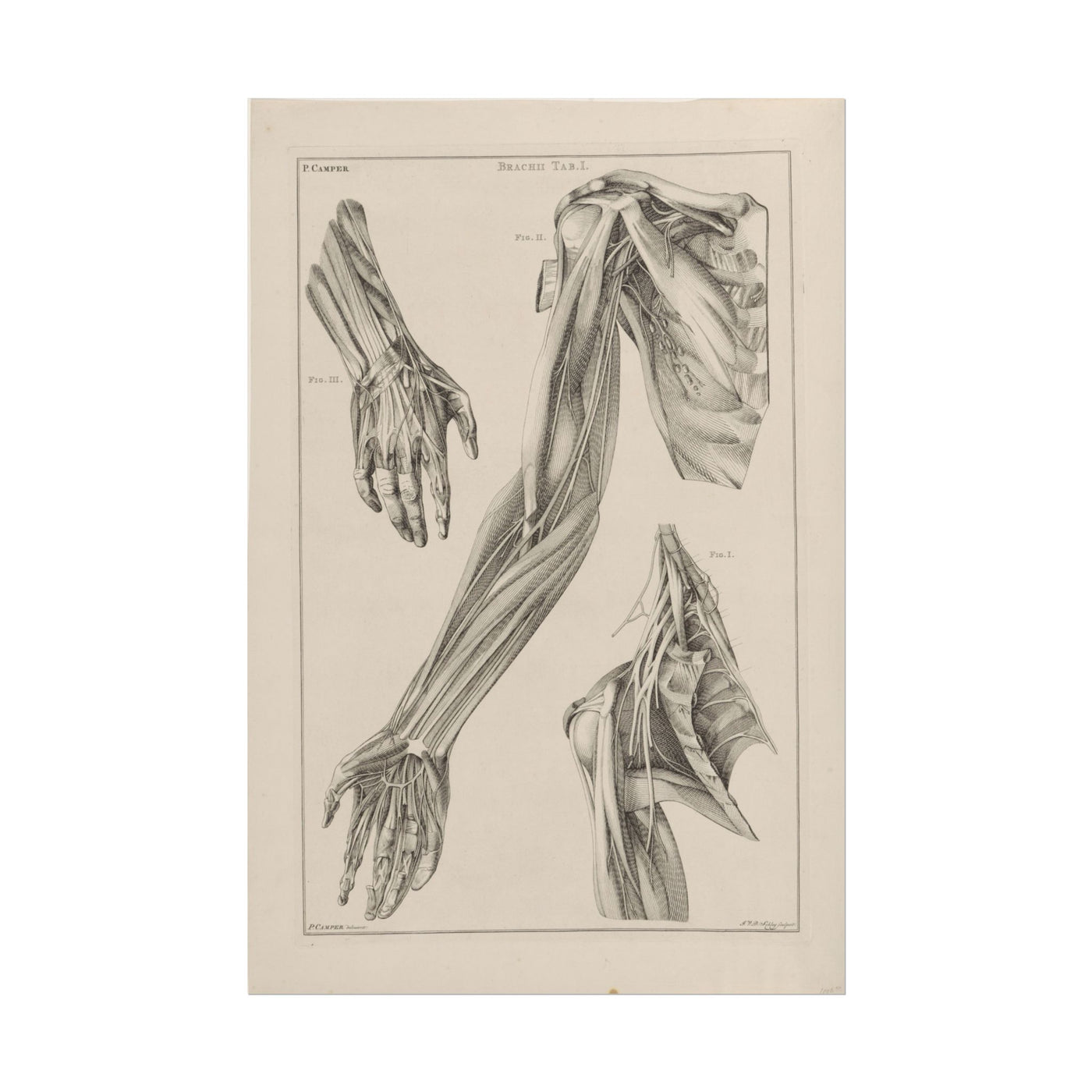 Anatomy of the Arm, Hand, and Shoulder 12″×18″