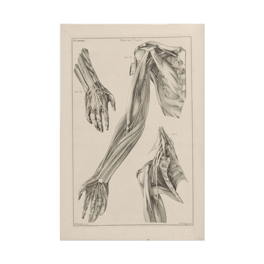 Anatomy of the Arm, Hand, and Shoulder