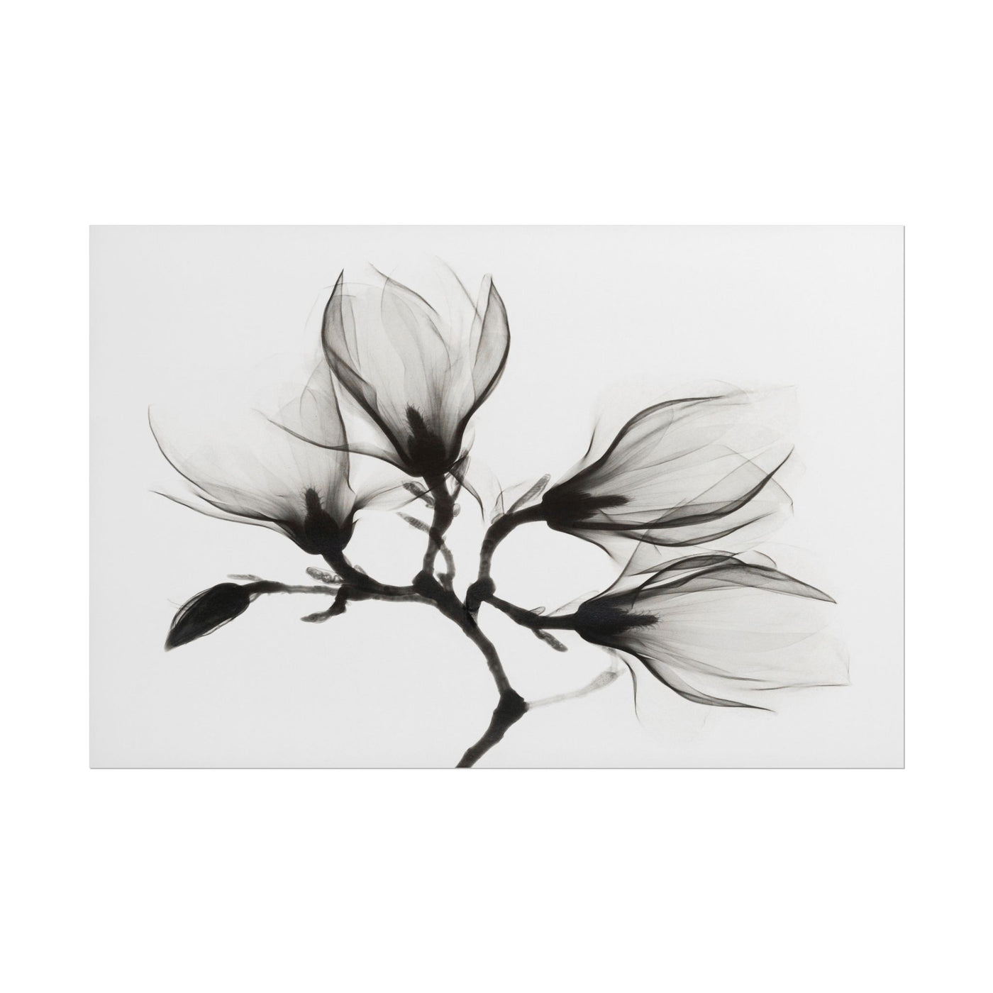 Magnolia Branch 14×11
