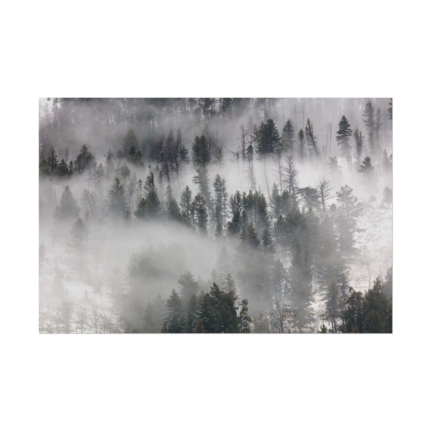 Fog Rolling Through Trees in Lamar Valley