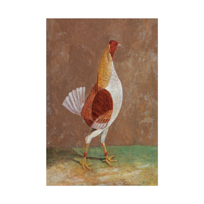 Breasted Fighting Cock