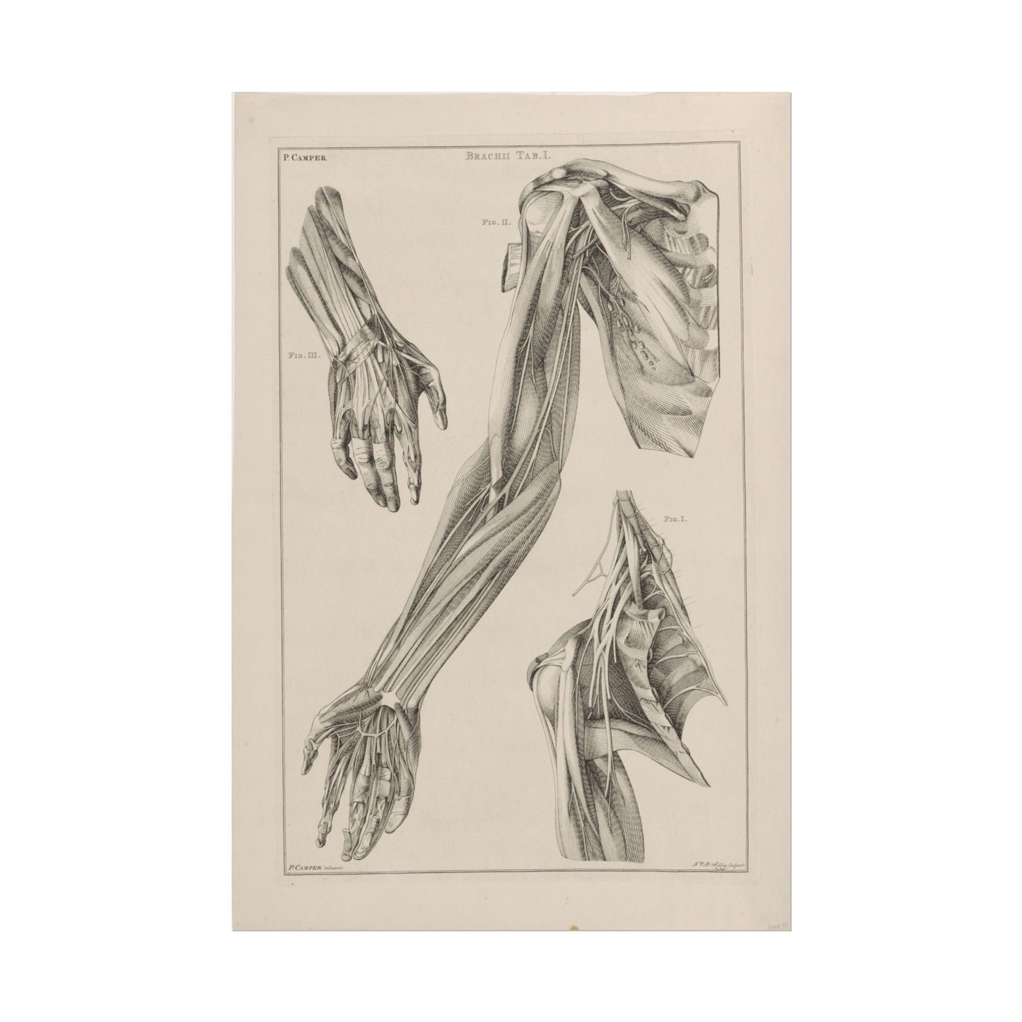 Anatomy of the Arm, Hand, and Shoulder