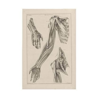 Anatomy of the Arm, Hand, and Shoulder