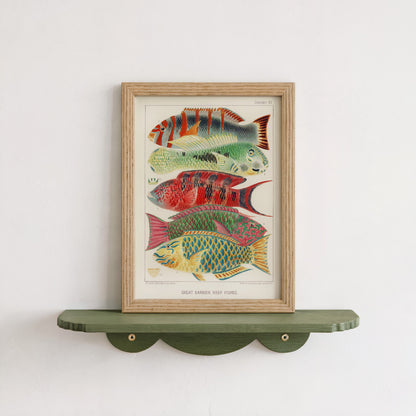 Great Barrier Reef Fishes
