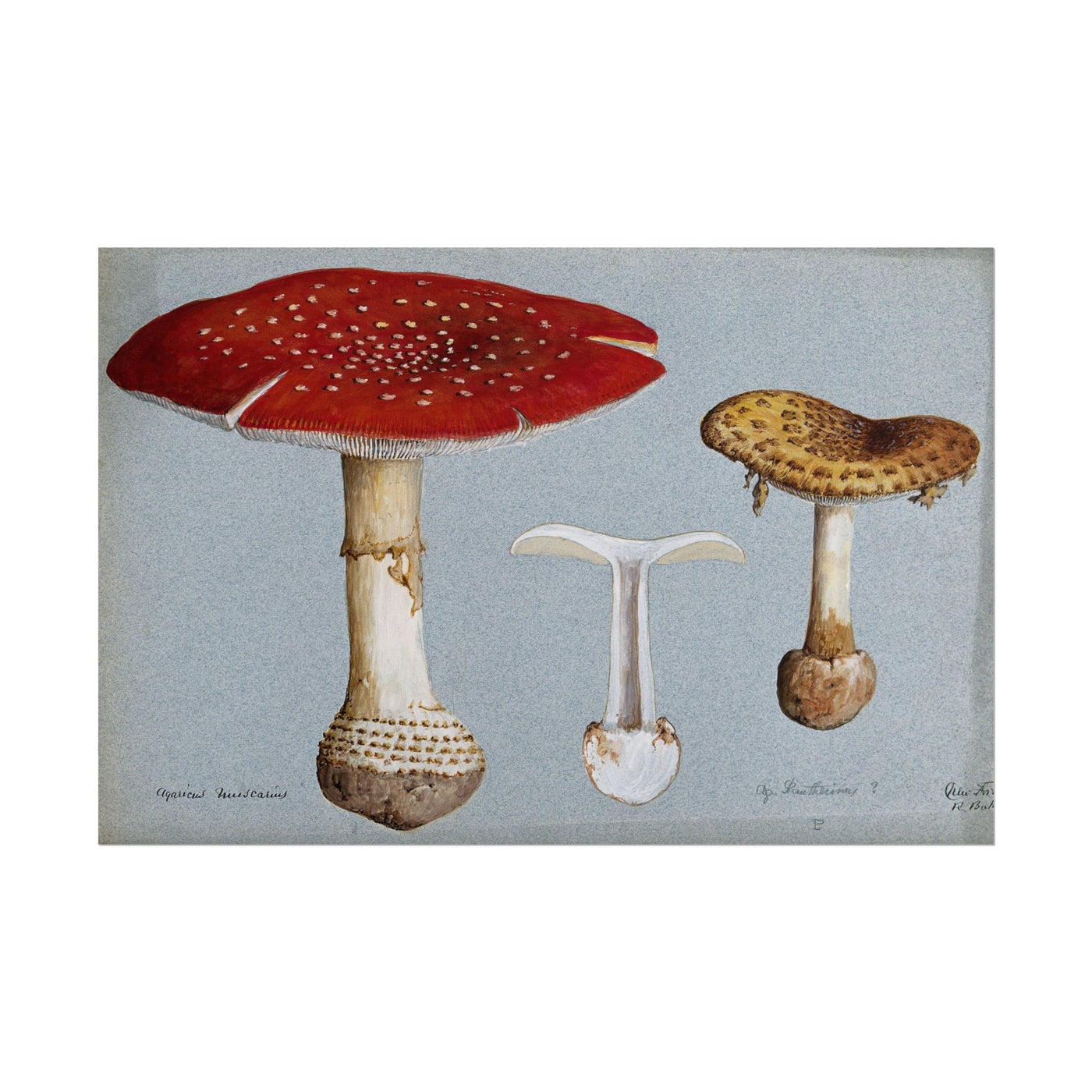 Mushrooms 18″×12″