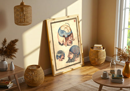 Three Heads Anatomical