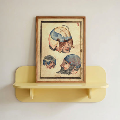 Three Heads Anatomical