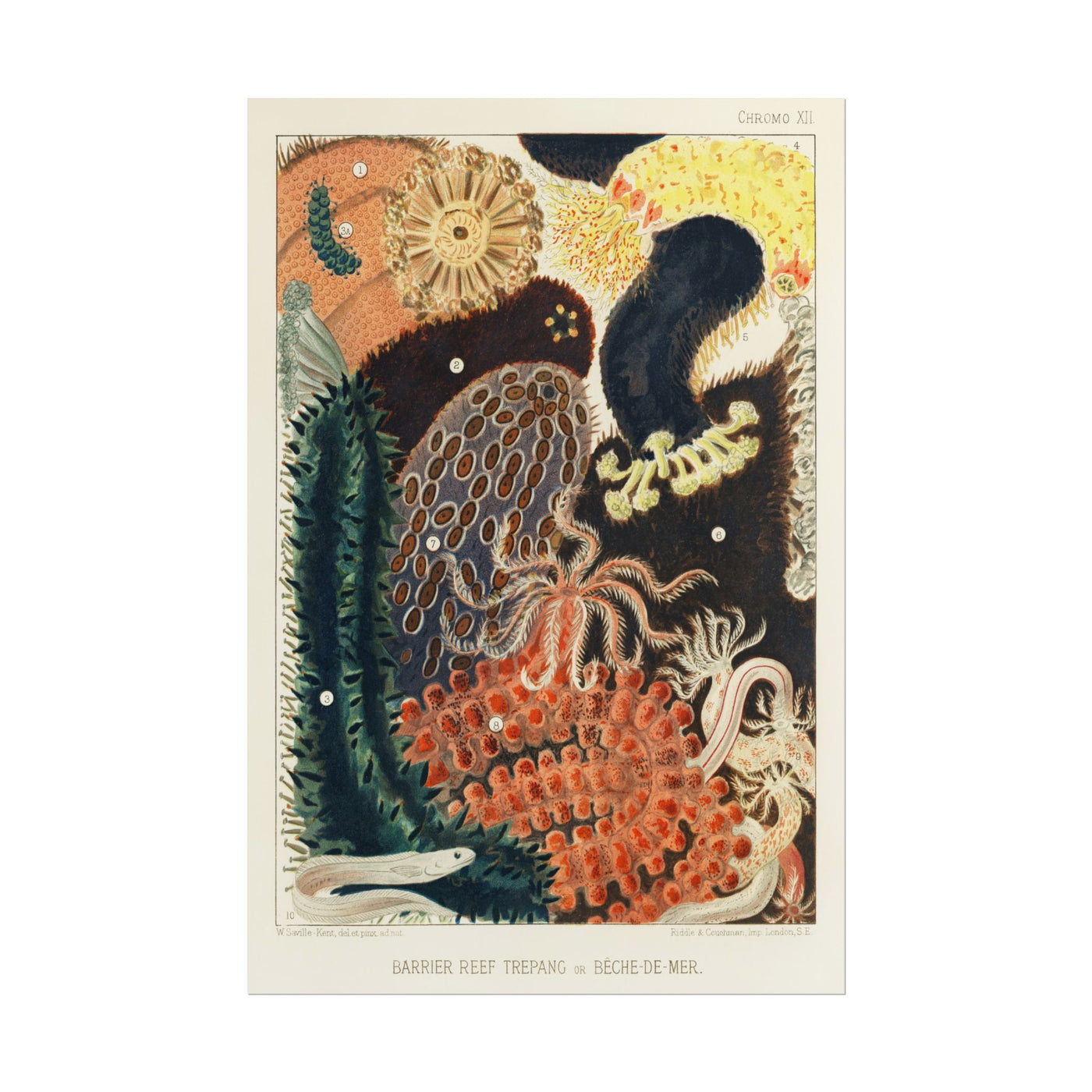 Barrier Reef Trepang 12″×18″