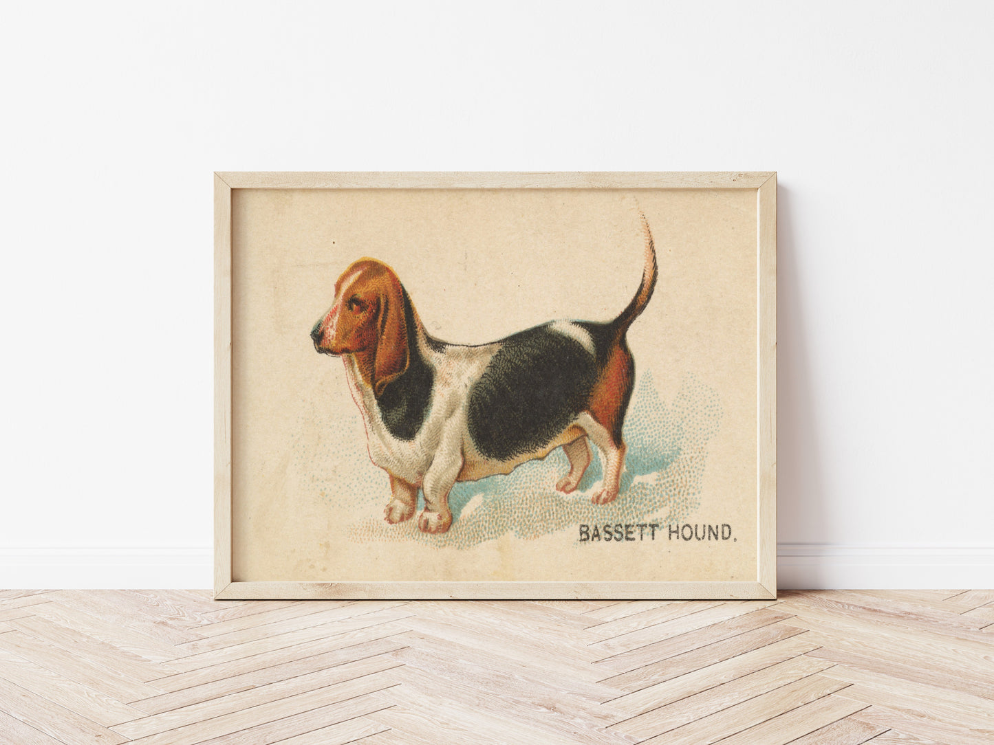 Bassett Hound Illustration