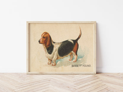 Bassett Hound Illustration