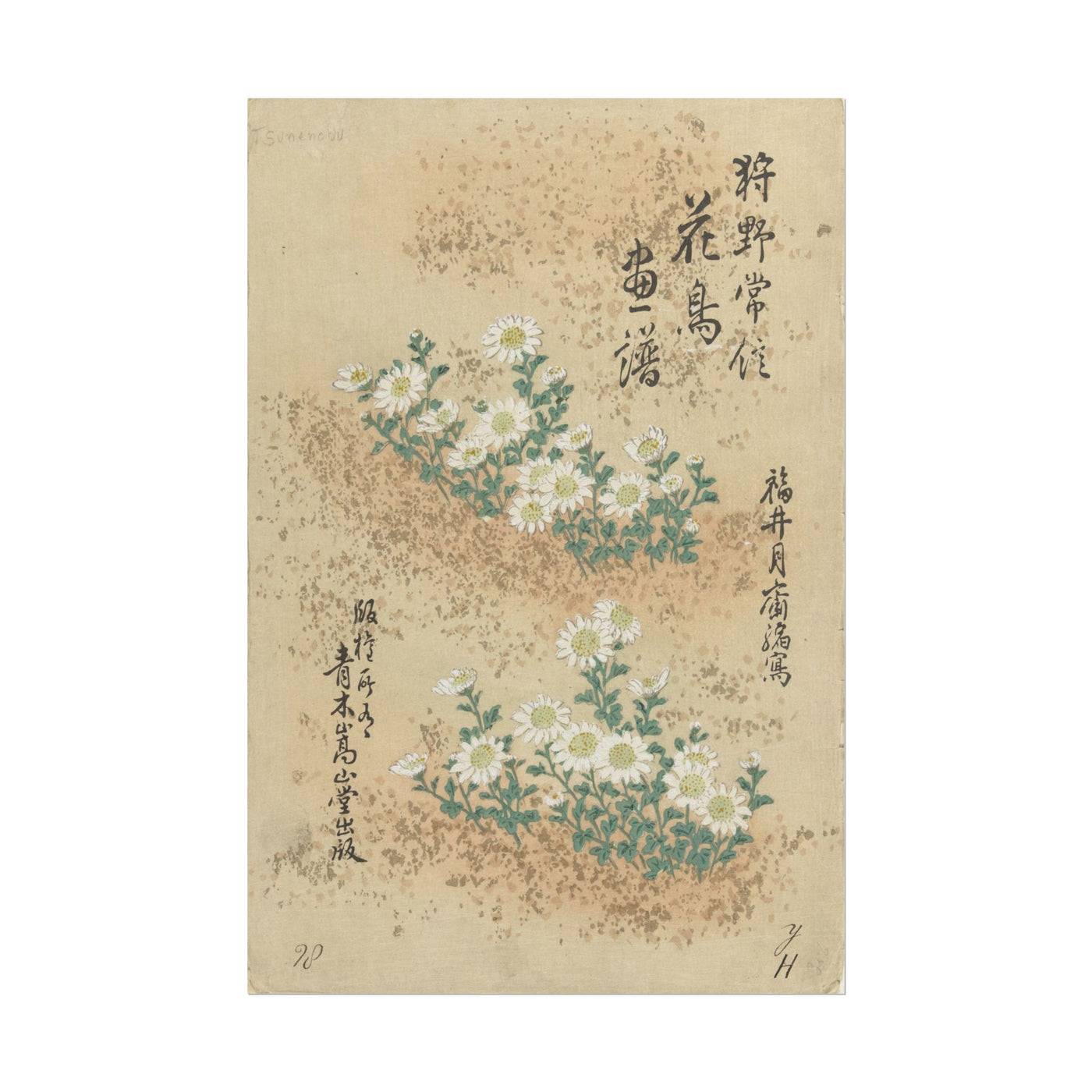 Japanese Chrysanthemum 12″×18″