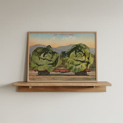 Cabbage Train