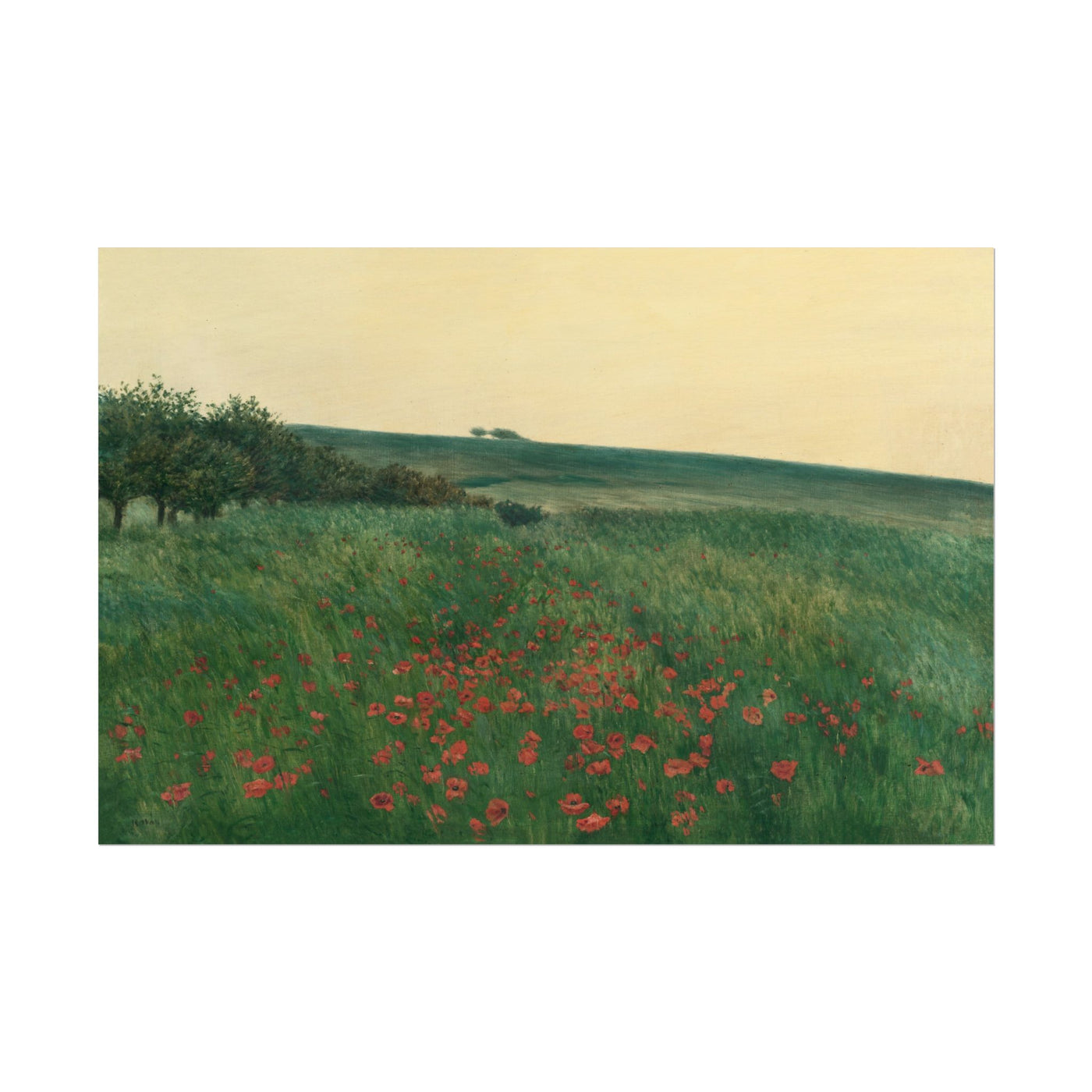 Red Poppies 18″×12″