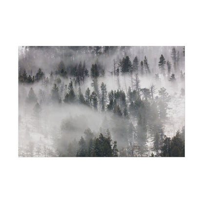 Fog Rolling Through Trees in Lamar Valley