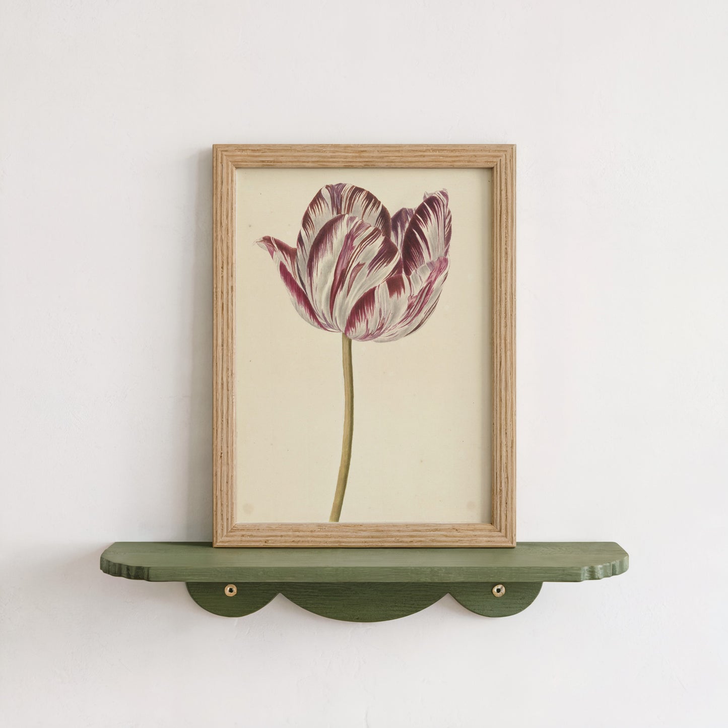 Tulip