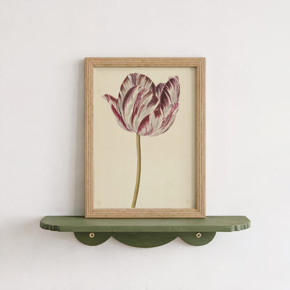 Tulip