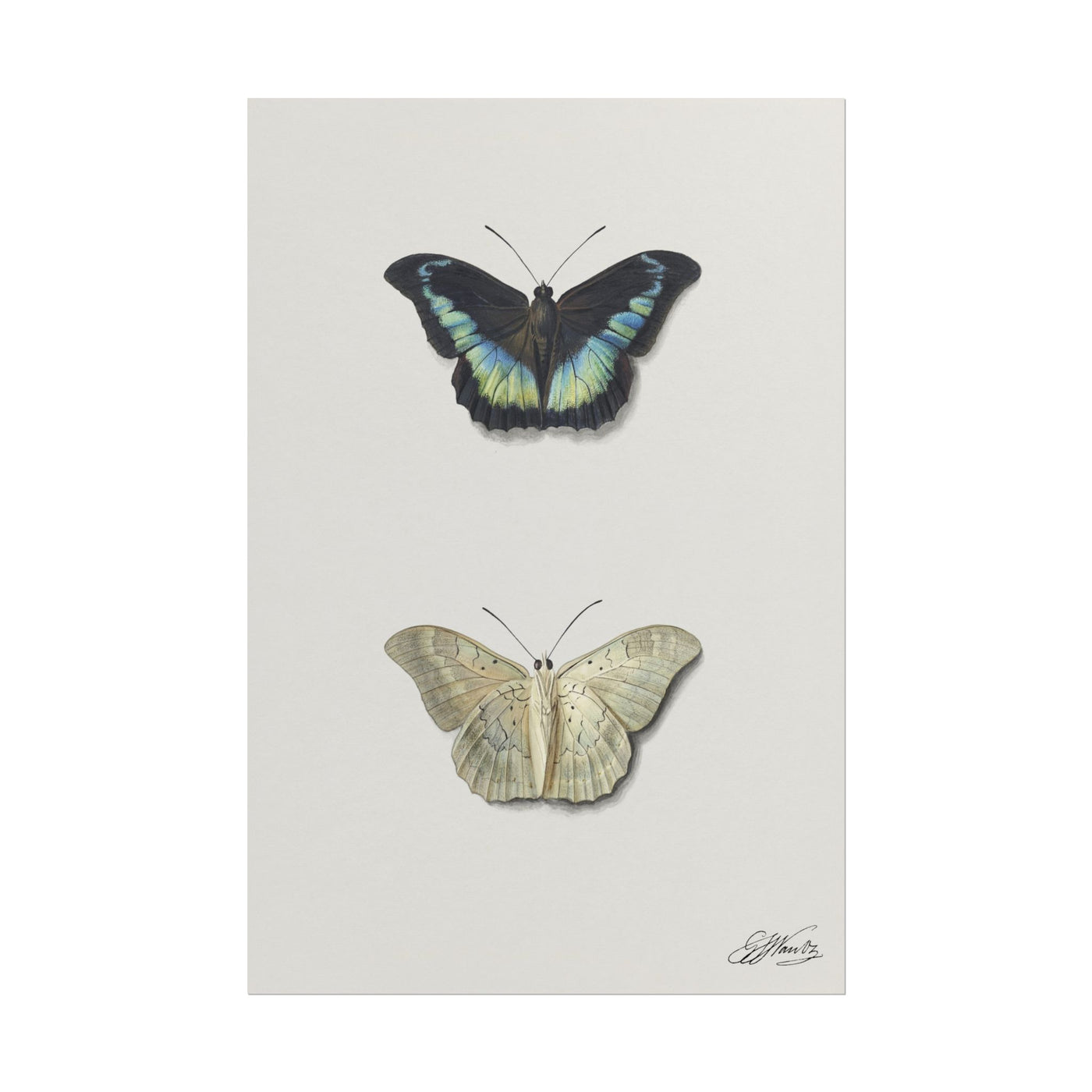 Top and Bottom View of a Butterfly 12″×18″