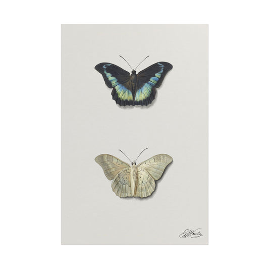 Top and Bottom View of a Butterfly
