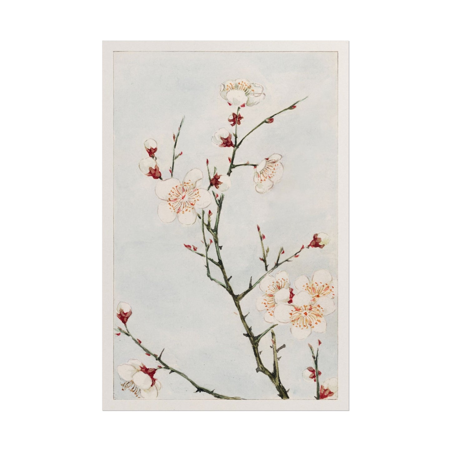 Plum Branches with Blossoms