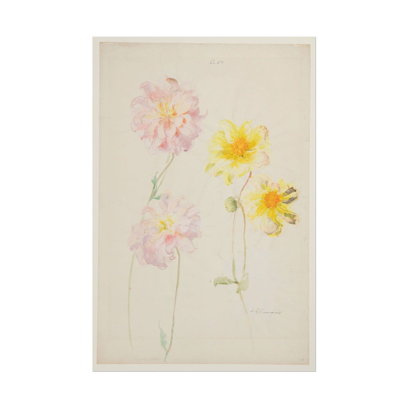 Study of Dahlias 12″×18″
