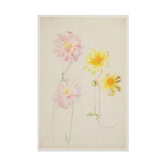 Watercolor study of pink and yellow dahlias by Sophia L. Crownfield.